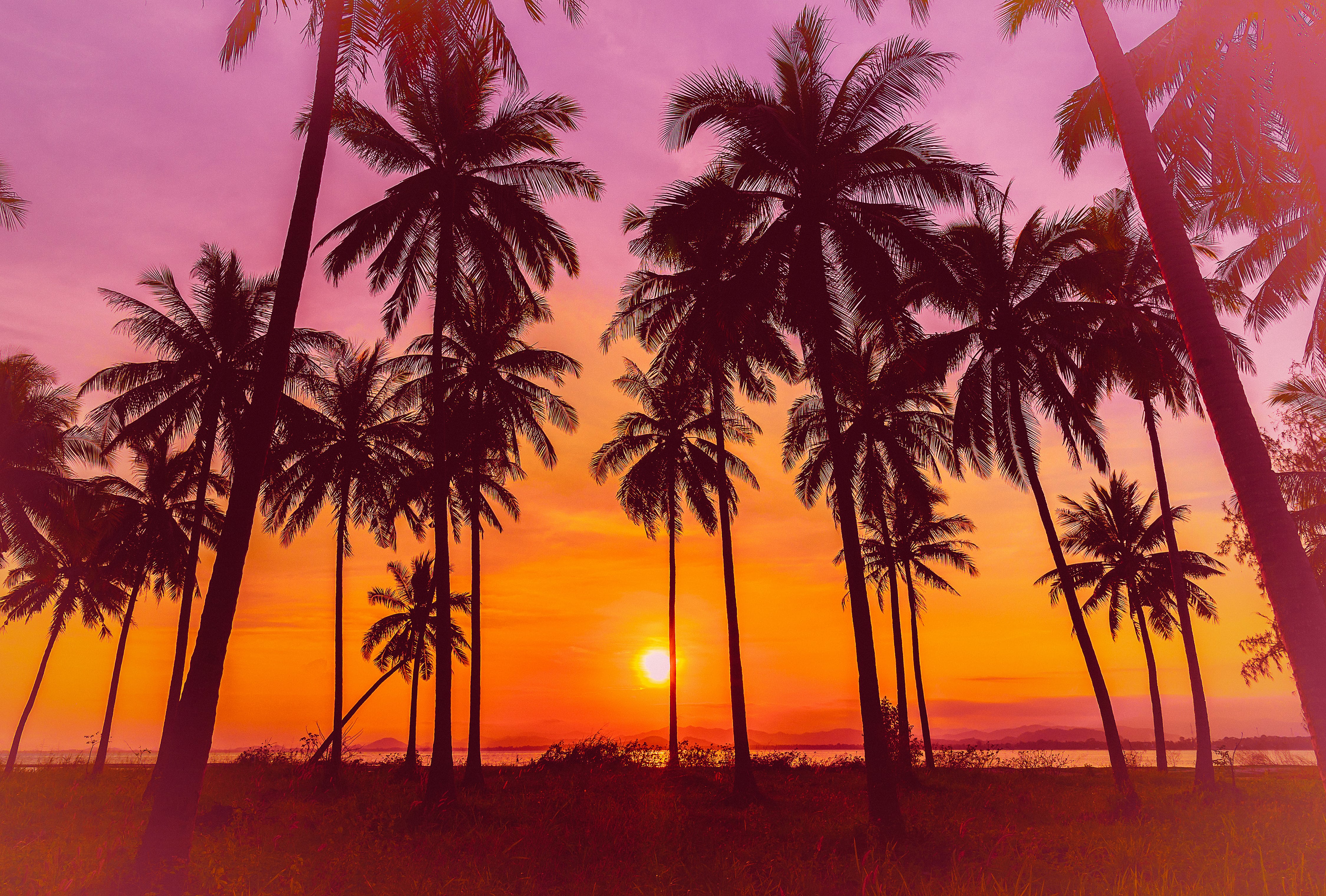 a colorful sunset and palm trees